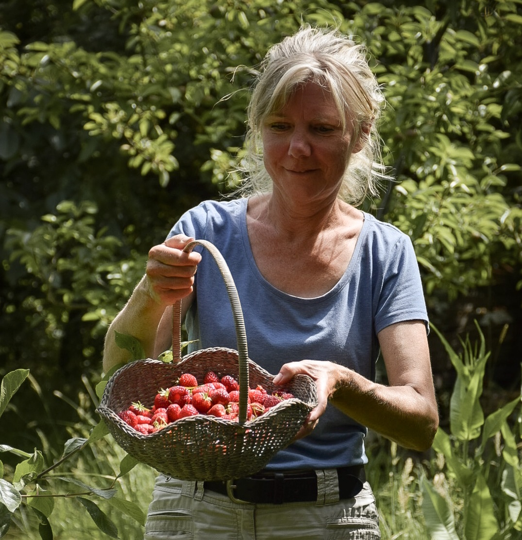 Franse uiensoepboom in Voedselbos Benthuizen - Toona sinensis